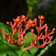 Ginseng in der schönen roten Blüte